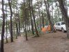 Утрамбованная в результате эксплуатации кемпинга ткрритория соснового леса