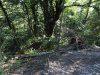 Вывороченные с корнями живые деревья лежат на склоне под дорогой