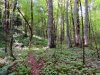 "Роза-Хутор" подняла руку на этот заповедный лес