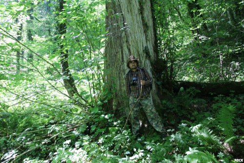 По трассе планируемой дороги на Энгельманову поляну в зону вырубки попадает огромные старовозрастные каштаны