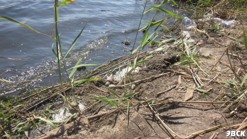 Мусор и загрезненная вода