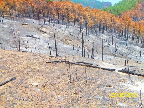 Последствия лесного пожара возле Джанхота