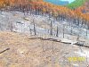 Последствия лесного пожара возле Джанхота
