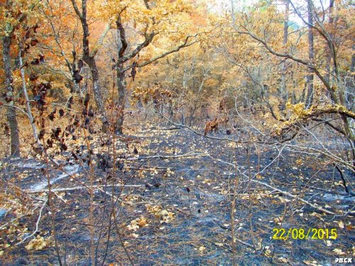 Последствия лесного пожара возле Джанхота