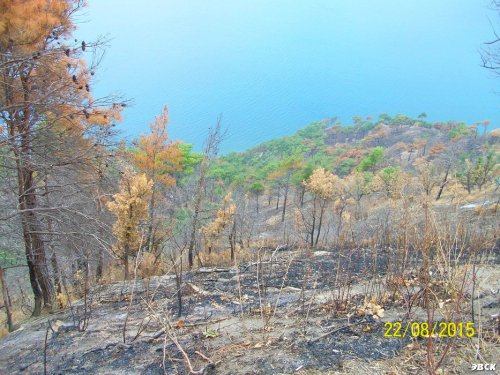 Последствия лесного пожара возле Джанхота