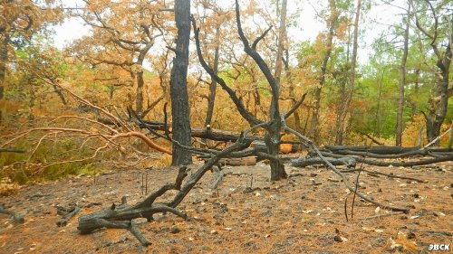 Последствия лесного пожара возле Джанхота