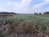 Какайские пруды в станице Платнировской