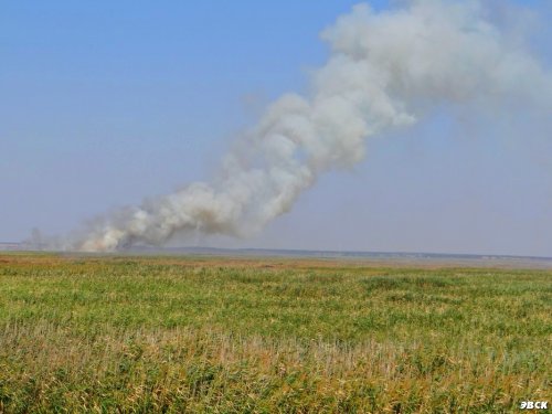 Горящий камыш в пойме реки