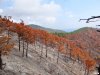 Выжженный лес на черноморском побережье
