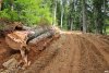 Стволы Кавказских пихт на обочине дороги
