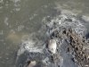 Серая муть, оседающая на краю берега