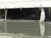 Один из крупнейших сливов, рядом с лестничным спуском к реке