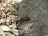 Жаба, живущая в канализационных отходах