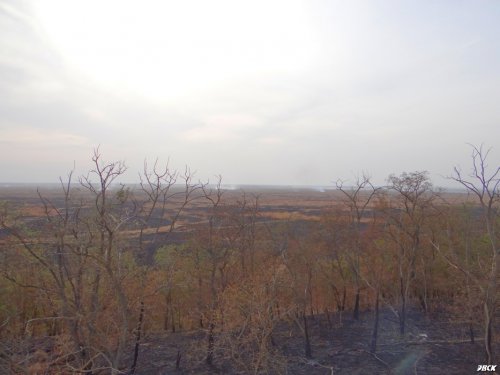 Сгоревшая лесополоса возле Бейсугского водохранилища