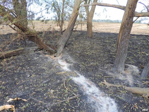 Сгоревшая лесополоса возле Бейсугского водохранилища
