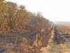 Сгоревшая лесополоса недалеко от станицы Тамань