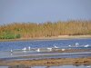 Пока еще сохранившийся участок памятника природы "Мыс Тузла"