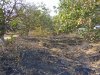Пострадавшая от палов ореховая лесополоса возле станицы Тамань