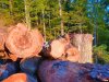 Вырубленный "Розой Хутор" вековой лес гниет на склонах хребта Аибга