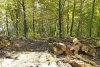  Незаконная вырубка в районе поселка Якорная Щель