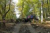  Незаконная вырубка в районе поселка Якорная Щель