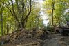  Незаконная вырубка в районе поселка Якорная Щель