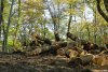  Незаконная вырубка в районе поселка Якорная Щель
