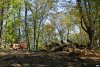  Незаконная вырубка в районе поселка Якорная Щель