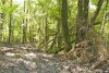  Незаконная вырубка в районе поселка Якорная Щель