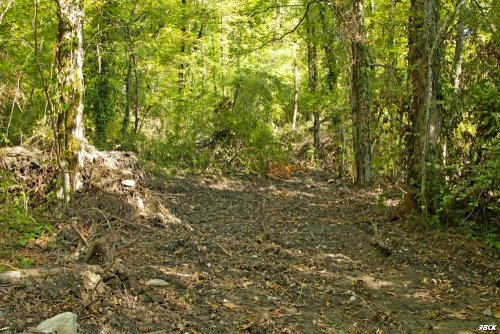  Незаконная вырубка в районе поселка Якорная Щель