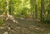  Незаконная вырубка в районе поселка Якорная Щель