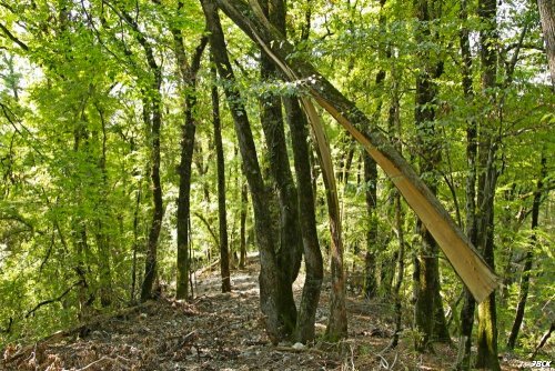  Незаконная вырубка в районе поселка Якорная Щель