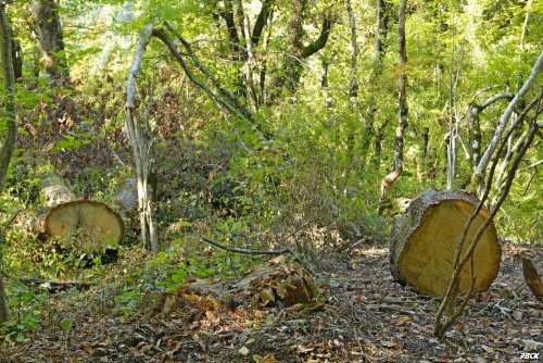  Незаконная вырубка в районе поселка Якорная Щель