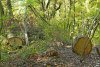  Незаконная вырубка в районе поселка Якорная Щель