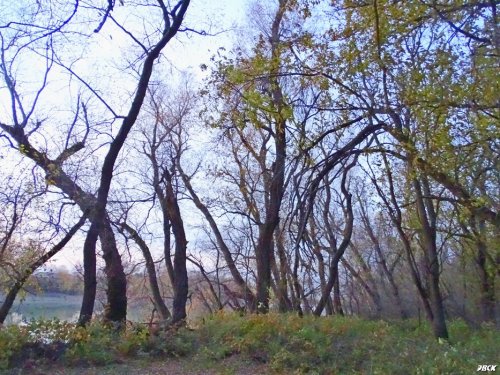 Лесопарк "Хомуты"