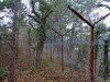 Якобы демонтированный забор вокруг "дачи Ремезкова" в Ленинградской щели