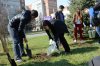 (2015-03-25) Высаживание сиреневой аллеи в Майкопе