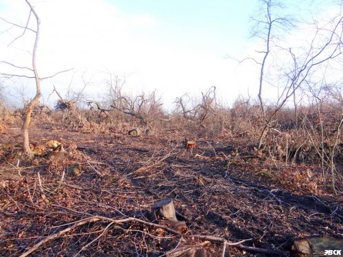Рукотворную пустыню на месте векового Дубинского леса оставили после себя лесорубы