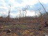 Последствия уничтожения лесорубами Дубинского леса