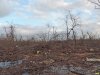 Северная часть Дубинского леса сведена лесорубами практически подчистую