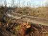 Изуродованный лесовозами почвенный покров в Дубинском лесу