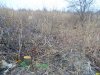 Вырубка деревьев в плавневой зоне возле между авторынком и старицей реки Кубань в Краснодаре