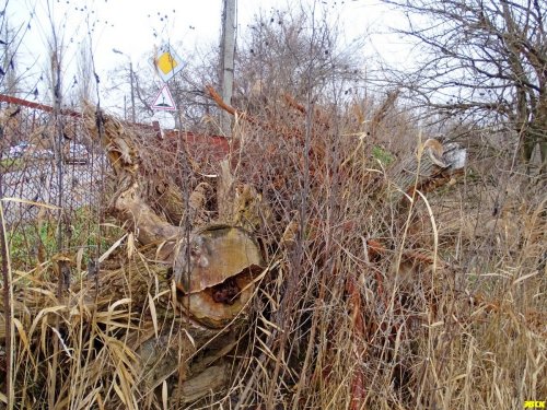 Краснодар. Район авторынка. Порубочные остатки от деревьев, уничтоженных при незаконной отсыпке территории рекреационной зоны