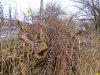Краснодар. Район авторынка. Порубочные остатки от деревьев, уничтоженных при незаконной отсыпке территории рекреационной зоны