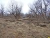 Лес на берегу старицы реки Кубань напротив Зеленого острова. Его планируют уничтожить и построить здесь многоуровневую парковку