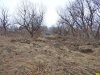 Лес на берегу старицы реки Кубань напротив Зеленого острова. Его планируют уничтожить и построить здесь многоуровневую парковку