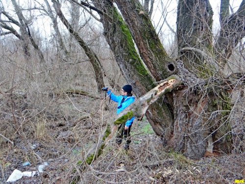 Краснодар. Пойменный лес в районе авторынка приговорен властями Краснодара к уничтожению в коммерческих целях