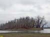 Пойменный лес на Горской косе в Краснодаре