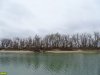 Пойменный лес на Горской косе в Краснодаре