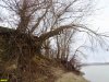 Пойменный лес на Горской косе в Краснодаре